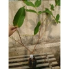 Cây mận MST hồng sóc trăng - Trồng chậu, trái ngọt như đường, chỉ 35.000 VND 4