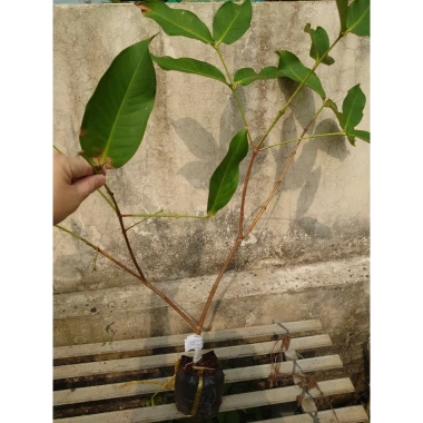 Cây mận MST hồng sóc trăng - Trồng chậu, trái ngọt như đường, chỉ 35.000 VND 4