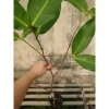 Cây mận MST hồng sóc trăng - Trồng chậu, trái ngọt như đường, chỉ 35.000 VND 5