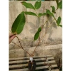 Cây mận MST hồng sóc trăng - Trồng chậu, trái ngọt như đường, chỉ 35.000 VND 6