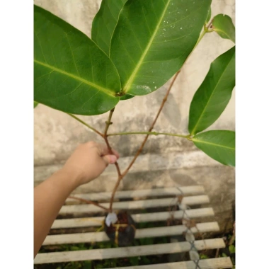 Cây mận MST hồng sóc trăng - Trồng chậu, trái ngọt như đường, chỉ 35.000 VND 7