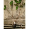 Cây mận MST hồng sóc trăng - Trồng chậu, trái ngọt như đường, chỉ 35.000 VND 8