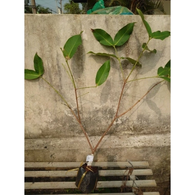 Cây mận MST hồng sóc trăng - Trồng chậu, trái ngọt như đường, chỉ 35.000 VND 9