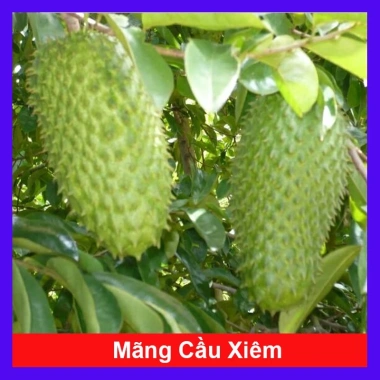 Cây Mãng Cầu Xiêm Thái Cao 40-50cm - Thu Hoạch Sau 1 Năm, Trái To, Sinh Trưởng Nhanh, Giá Gốc 46,740đ Giảm còn 38,000đ
