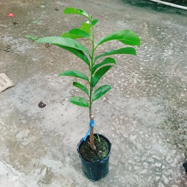 Cây Mãng Cầu Xiêm Thái Cao 40-50cm - Thu Hoạch Sau 1 Năm, Trái To, Sinh Trưởng Nhanh, Giá Gốc 46,740đ Giảm còn 38,000đ