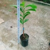 Cây Mãng Cầu Xiêm Thái Cao 40-50cm - Thu Hoạch Sau 1 Năm, Trái To, Sinh Trưởng Nhanh, Giá Gốc 46,740đ Giảm còn 38,000đ 3