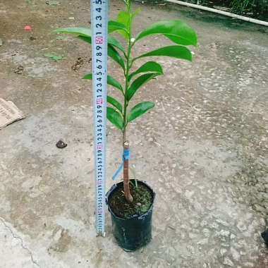 Cây Mãng Cầu Xiêm Thái Cao 40-50cm - Thu Hoạch Sau 1 Năm, Trái To, Sinh Trưởng Nhanh, Giá Gốc 46,740đ Giảm còn 38,000đ