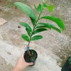 Cây Mãng Cầu Xiêm Thái Cao 40-50cm - Thu Hoạch Sau 1 Năm, Trái To, Sinh Trưởng Nhanh, Giá Gốc 46,740đ Giảm còn 38,000đ 4