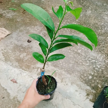 Cây Mãng Cầu Xiêm Thái Cao 40-50cm - Thu Hoạch Sau 1 Năm, Trái To, Sinh Trưởng Nhanh, Giá Gốc 46,740đ Giảm còn 38,000đ