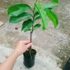 Cây Mãng Cầu Xiêm Thái Cao 40-50cm - Thu Hoạch Sau 1 Năm, Trái To, Sinh Trưởng Nhanh, Giá Gốc 46,740đ Giảm còn 38,000đ 5