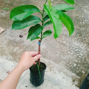 Cây Mãng Cầu Xiêm Thái Cao 40-50cm - Thu Hoạch Sau 1 Năm, Trái To, Sinh Trưởng Nhanh, Giá Gốc 46,740đ Giảm còn 38,000đ