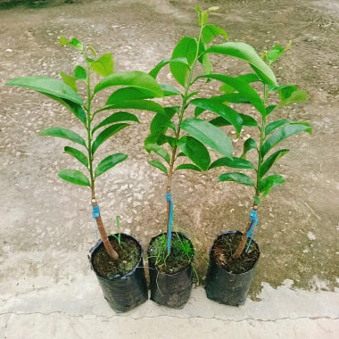 Cây Mãng Cầu Xiêm Thái Cao 40-50cm - Thu Hoạch Sau 1 Năm, Trái To, Sinh Trưởng Nhanh, Giá Gốc 46,740đ Giảm còn 38,000đ