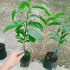 Cây Mãng Cầu Xiêm Thái Cao 40-50cm - Thu Hoạch Sau 1 Năm, Trái To, Sinh Trưởng Nhanh, Giá Gốc 46,740đ Giảm còn 38,000đ 7