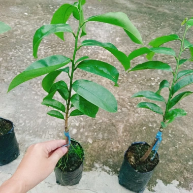 Cây Mãng Cầu Xiêm Thái Cao 40-50cm - Thu Hoạch Sau 1 Năm, Trái To, Sinh Trưởng Nhanh, Giá Gốc 46,740đ Giảm còn 38,000đ