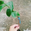 Cây Mãng Cầu Xiêm Thái Cao 40-50cm - Thu Hoạch Sau 1 Năm, Trái To, Sinh Trưởng Nhanh, Giá Gốc 46,740đ Giảm còn 38,000đ 8