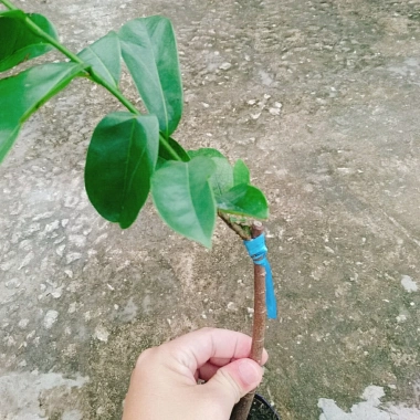 Cây Mãng Cầu Xiêm Thái Cao 40-50cm - Thu Hoạch Sau 1 Năm, Trái To, Sinh Trưởng Nhanh, Giá Gốc 46,740đ Giảm còn 38,000đ
