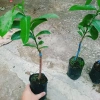 Cây Mãng Cầu Xiêm Thái Cao 40-50cm - Thu Hoạch Sau 1 Năm, Trái To, Sinh Trưởng Nhanh, Giá Gốc 46,740đ Giảm còn 38,000đ 9