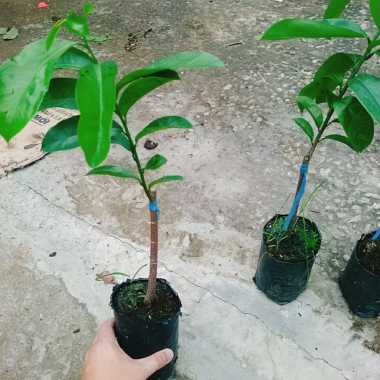 Cây Mãng Cầu Xiêm Thái Cao 40-50cm - Thu Hoạch Sau 1 Năm, Trái To, Sinh Trưởng Nhanh, Giá Gốc 46,740đ Giảm còn 38,000đ