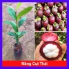 Cây măng cụt thái cao 40cm - Ra trái siêu sớm trong 1 năm, giá chỉ 55.000₫