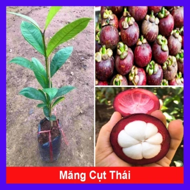 Cây măng cụt thái cao 40cm - Ra trái siêu sớm trong 1 năm, giá chỉ 55.000₫