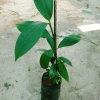 Cây măng cụt thái cao 40cm - Ra trái siêu sớm trong 1 năm, giá chỉ 55.000₫ 2