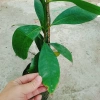 Cây măng cụt thái cao 40cm - Ra trái siêu sớm trong 1 năm, giá chỉ 55.000₫ 3