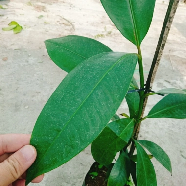 Cây măng cụt thái cao 40cm - Ra trái siêu sớm trong 1 năm, giá chỉ 55.000₫ 4