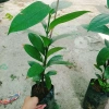 Cây măng cụt thái cao 40cm - Ra trái siêu sớm trong 1 năm, giá chỉ 55.000₫ 5