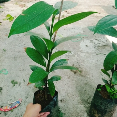 Cây măng cụt thái cao 40cm - Ra trái siêu sớm trong 1 năm, giá chỉ 55.000₫ 5