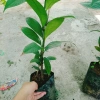 Cây măng cụt thái cao 40cm - Ra trái siêu sớm trong 1 năm, giá chỉ 55.000₫ 6