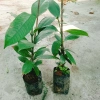 Cây măng cụt thái cao 40cm - Ra trái siêu sớm trong 1 năm, giá chỉ 55.000₫ 7