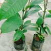 Cây măng cụt thái cao 40cm - Ra trái siêu sớm trong 1 năm, giá chỉ 55.000₫ 8