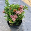 Cây mẫu đơn hồng 25cm - Mẫu đơn siêu hoa nở rộ, dễ chăm sóc, trang trí cảnh quan, giá ưu đãi 69.000 VND