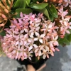 Cây mẫu đơn hồng 25cm - Mẫu đơn siêu hoa nở rộ, dễ chăm sóc, trang trí cảnh quan, giá ưu đãi 69.000 VND 3