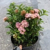 Cây mẫu đơn hồng 25cm - Mẫu đơn siêu hoa nở rộ, dễ chăm sóc, trang trí cảnh quan, giá ưu đãi 69.000 VND 4