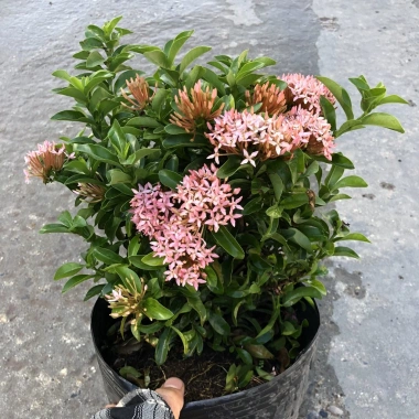 Cây mẫu đơn hồng 25cm - Mẫu đơn siêu hoa nở rộ, dễ chăm sóc, trang trí cảnh quan, giá ưu đãi 69.000 VND 4