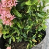 Cây mẫu đơn hồng 25cm - Mẫu đơn siêu hoa nở rộ, dễ chăm sóc, trang trí cảnh quan, giá ưu đãi 69.000 VND 5