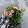 Cây mẫu đơn hồng 25cm - Mẫu đơn siêu hoa nở rộ, dễ chăm sóc, trang trí cảnh quan, giá ưu đãi 69.000 VND 6