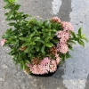Cây mẫu đơn hồng 25cm - Mẫu đơn siêu hoa nở rộ, dễ chăm sóc, trang trí cảnh quan, giá ưu đãi 69.000 VND 7