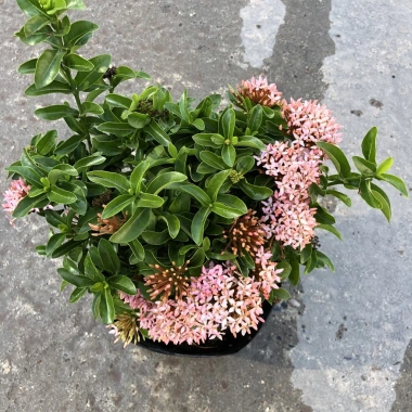 Cây mẫu đơn hồng 25cm - Mẫu đơn siêu hoa nở rộ, dễ chăm sóc, trang trí cảnh quan, giá ưu đãi 69.000 VND 7