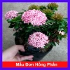 Cây Mẫu Đơn Hồng Phấn - Bông Trang, cây cảnh trang trí, giảm còn 45.000 VND