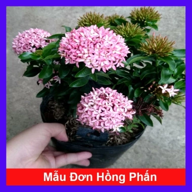 Cây Mẫu Đơn Hồng Phấn - Bông Trang, cây cảnh trang trí, giảm còn 45.000 VND