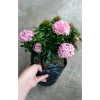 Cây Mẫu Đơn Hồng Phấn - Bông Trang, cây cảnh trang trí, giảm còn 45.000 VND 4