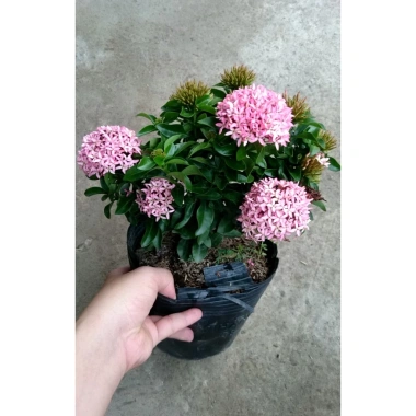 Cây Mẫu Đơn Hồng Phấn - Bông Trang, cây cảnh trang trí, giảm còn 45.000 VND 4 Cây Mẫu Đơn Hồng Phấn - Bông Trang, cây cảnh trang trí, giảm còn 45.000 VND 4