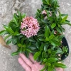 Cây Mẫu Đơn Hồng Phấn - Bông Trang, cây cảnh trang trí, giảm còn 45.000 VND 5