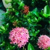 Cây Mẫu Đơn Hồng Phấn - Bông Trang, cây cảnh trang trí, giảm còn 45.000 VND 7