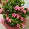 Cây Mẫu Đơn Hồng Phấn - Bông Trang, cây cảnh trang trí, giảm còn 45.000 VND 8