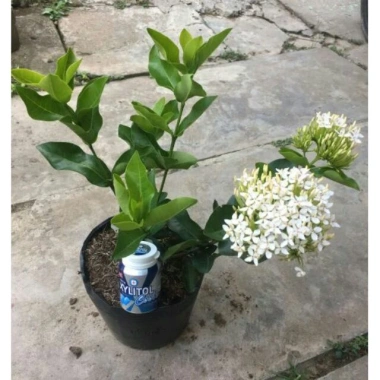 Cây Mẫu Đơn Ta hoa trắng, giống cao 30-35cm, giá chỉ 35.000đ, trồng dễ, đẹp mắt 2