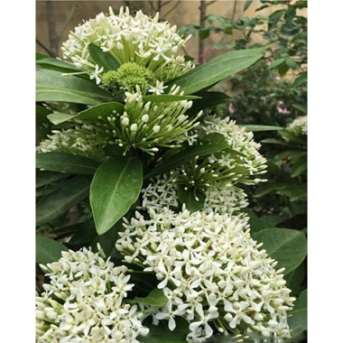 Cây Mẫu Đơn Ta hoa trắng, giống cao 30-35cm, giá chỉ 35.000đ, trồng dễ, đẹp mắt 3