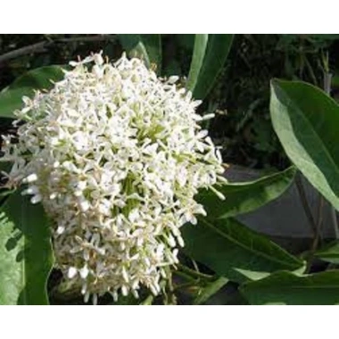 Cây Mẫu Đơn Ta hoa trắng, giống cao 30-35cm, giá chỉ 35.000đ, trồng dễ, đẹp mắt 5